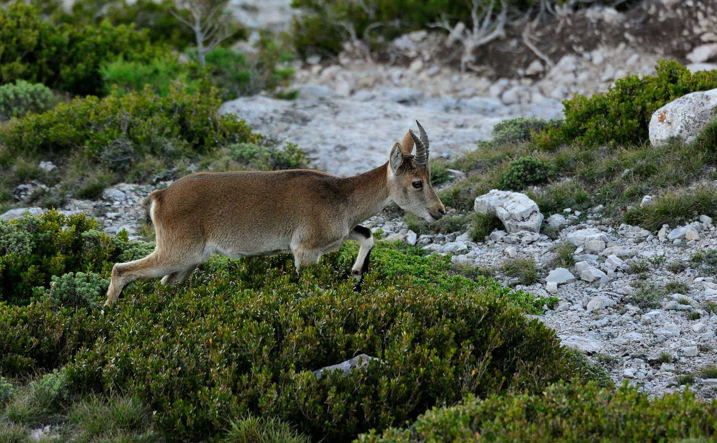 Capra pyrenaica hispanica [550 mm, 1/800 sec at f / 7.1, ISO 3200]